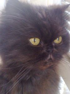 Praline