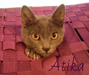 Atika