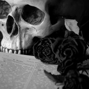ROSE DE SANG NOIR N°43, 44 ET 45