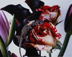 ROSE DE SANG NOIR N°46, 47 ET 48