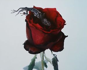 ROSE DE SANG NOIR N°46, 47 ET 48