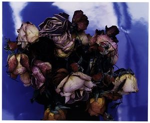 ROSE DE SANG NOIR N°46, 47 ET 48