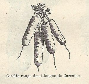 La carotte est à Carentan comme chez elle