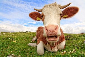 Le veau, la vache et le territoire : l'harmonie d'une agriculture poétique (ce soir sur France 3)