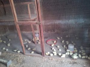 Projet Poulailler Bamako