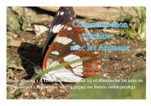Stage de Communication Intuitive