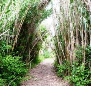 Passage au milieu des bambous.