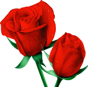 ENTRE LE BOUTON ET LA ROSE