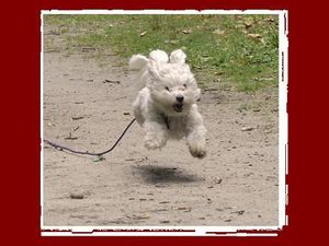 Duathlon...