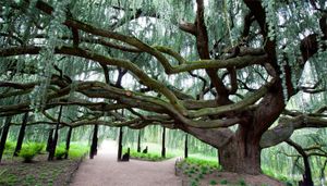 Arboretum de la Vallée aux Loups