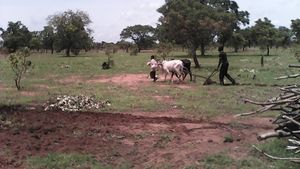 Labour du champ de la ferme pédagogique agropastorale Wurodinisso le 24 et 25 Juin 2016