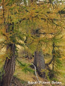 1353 : Planque à tétras (forêt d'Ayré 5)