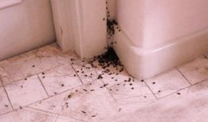 Débarrassez votre maison des fourmis naturellement !
