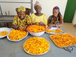 Transformation Des Produits Agricoles : La Mangue Séchée, Une Opportunité Inexploitée…