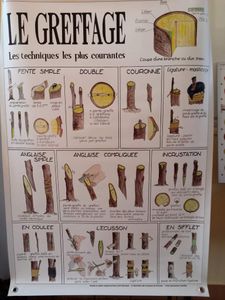 Les différents types de greffage au couteau