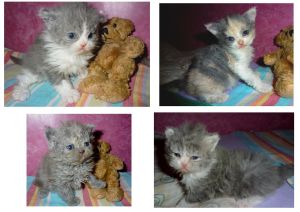 naissance de 4 bébés selkirk rex 2015