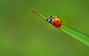 Même si je ne suis pas un insecte