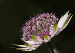 À l'image d'un choeur, une quantité de petites fleurs qui s'expriment en une seule
