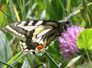 Papillon Machaon (Papilio machaon Linnaeus), Dijon, 16/05/2015