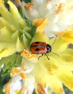 coccinelle à deux points sur anthylide vulnéraire