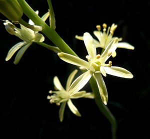 Ornitogalum pyrenaicum_ornitogale des Pyrénées, aspergette.