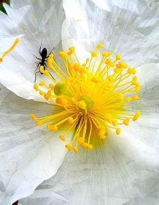 Hélianthème et araignée