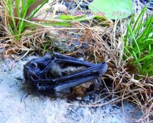 Chauve souris et autres chiroptères