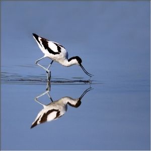 Une avocette (photo prise sur internet)