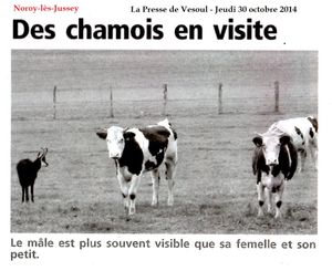 Noroy les Jussey et ses chamois