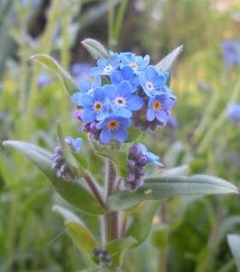 fleur de myosotis