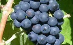 Ports Wines Producers Gisborne Region New Zealand