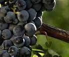 Cabernet Sauvignon Producers New South Wales Australia page 4