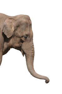 Un éléphant ça trompe