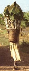 Centrafrique Lobaye Musique
