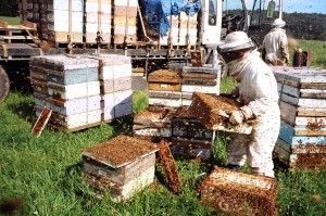 Changement de crise ? L'apocalypse ne guette vraisemblablement pas les abeilles... mais qu'en est-il des apiculteurs ?