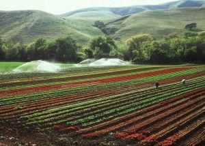 Plus de la moitié des pesticides utilisés par les agriculteurs californiens sont des matières actives approuvées pour l'agriculture biologique