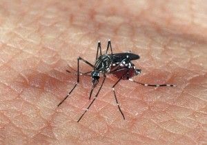 Les moustiques génétiquement modifiés sont-ils une réponse réaliste à Zika ?