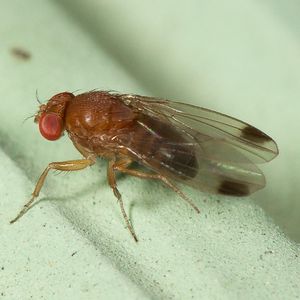 Diméthoate : Le Foll se pète la cerise