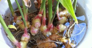 Apprenez à faire pousser gingembre biologique à la maison (+ avantages)