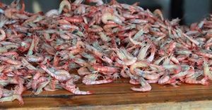 Pourquoi Walmart et Costco crevettes prix sont si bas - et pourquoi vous ne devriez jamais acheter chez eux à nouveau