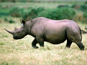 Moscou ou la technique du rhinocéros