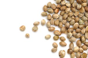 MARKET FOR MARIJUANA SEEDS