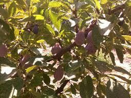 verger et fruits