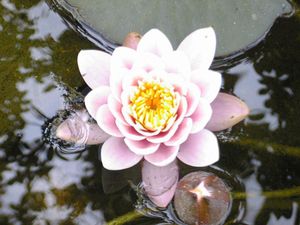 Mes fleurs d'ici ou d'ailleurs.