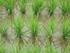 Production: Le riz du Cameroun, une véritable perle rare