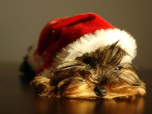 PoPcast Ep.5 : Comment fêter noël