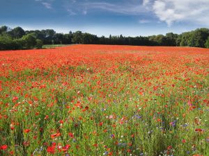 Champ de coquelicots (Parc Méric, Montpellier)