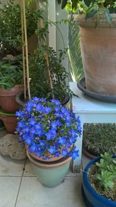 Balcon fleuri