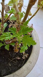 Plantes anti-moustiques
