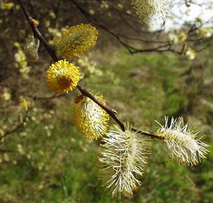Saule meursault